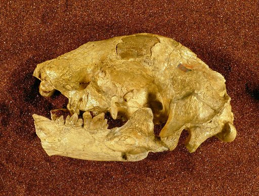 Hoplophoneus primaevus Leidy & Owen, 1851