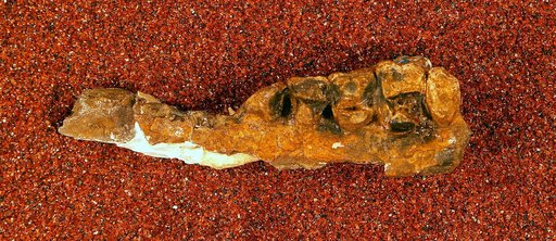 Neoclaenodon silberlingi Gidley, 1919