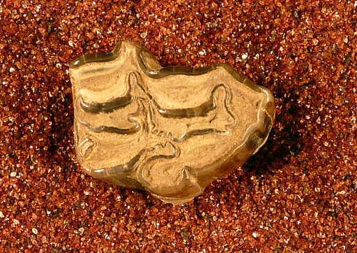Protohippus placidus Leidy, 1869