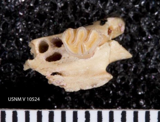 Neotoma fossilis Gidley