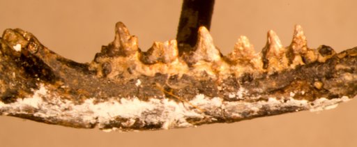 Docodon victor (Marsh)