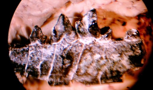 Ictidopappus mustelinus Simpson