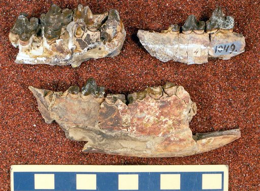 Oxyaena lupina Cope