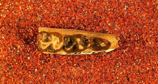 Gidleyina wyomingensis Gazin, 1956