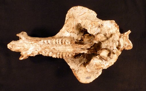 Platygonus cumberlandensis Gidley