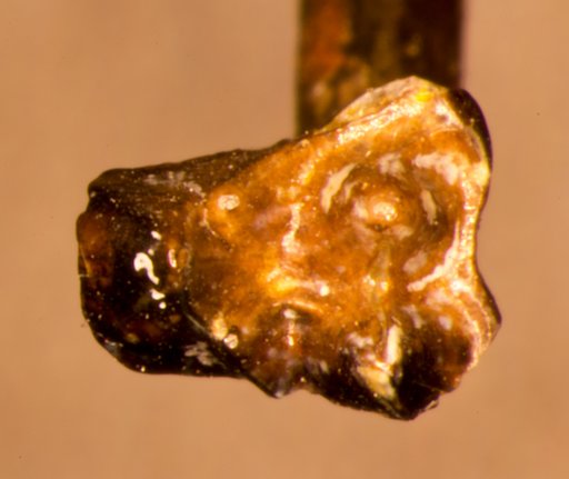 Procerberus sp
