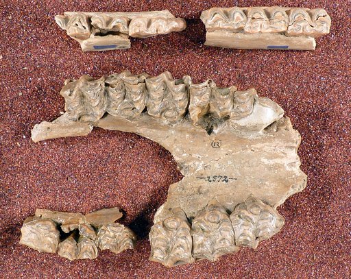 Hippotherium calamarium Cope