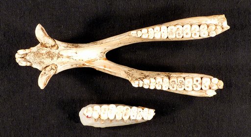 Mylohyus exortivus Gidley, 1920