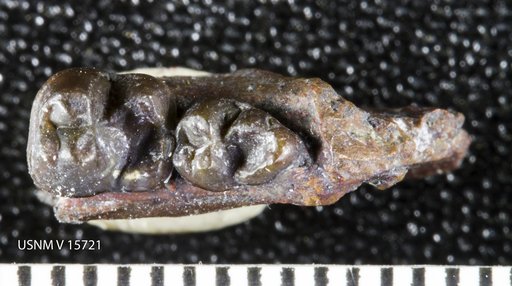 Ellipsodon shepherdi Gazin