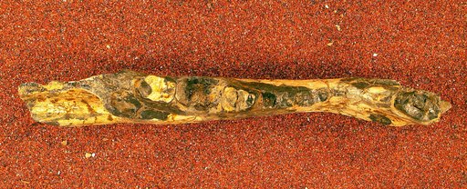 Claenodon acrogenius Gazin, 1956