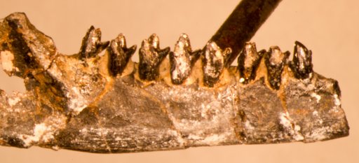 Dryolestes priscus Marsh