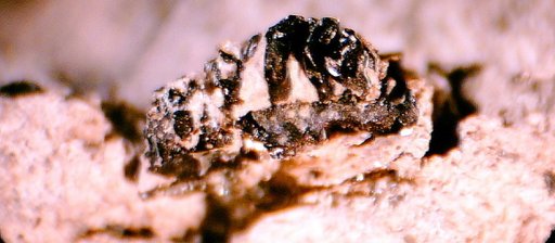 Miccylotrans minimus Simpson