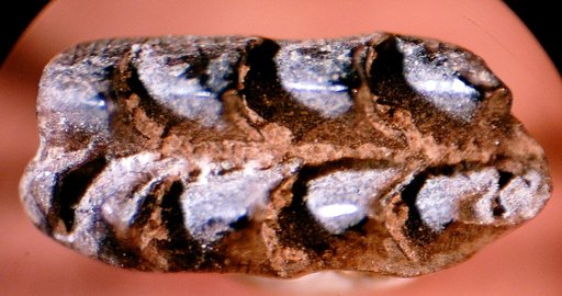 Meniscoessus sp