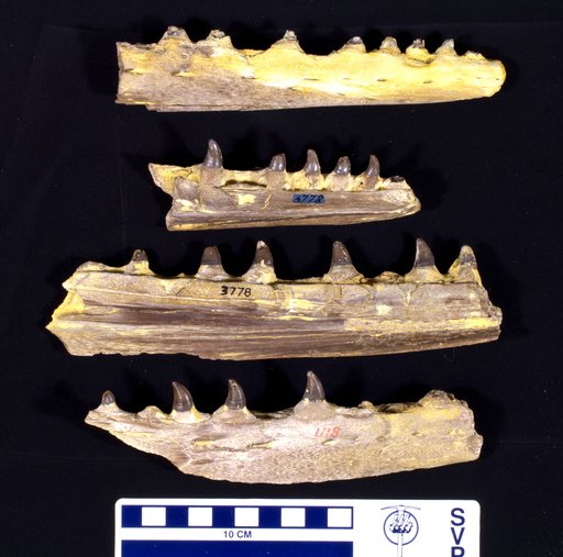 Clidastes propython Cope, 1869
