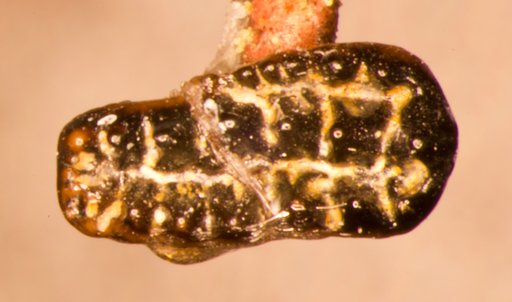 Stygimys sp