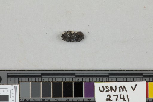 Ctenacodon sp