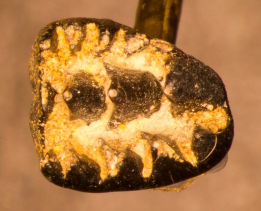Meniscoessus robustus (Marsh)