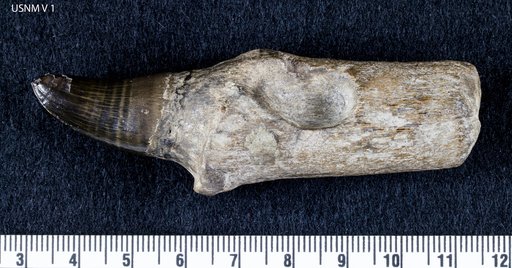 cf. Mosasaurus sp indet.
