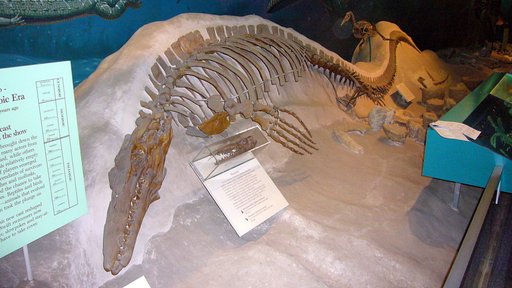 Tylosaurus proriger Cope, 1869