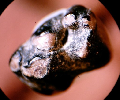 Didelphodon sp