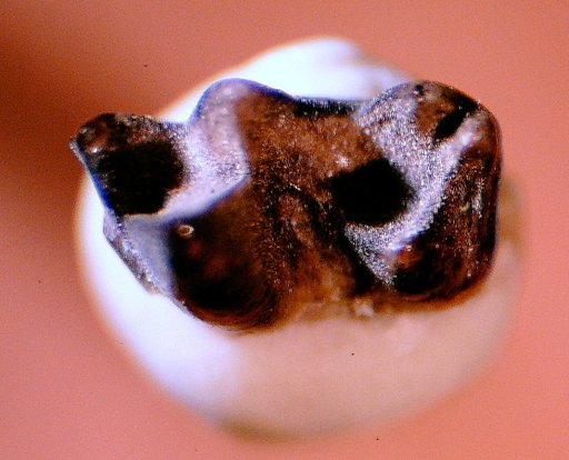 Pediomys elegans Marsh