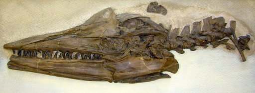 Tylosaurus proriger Cope, 1869