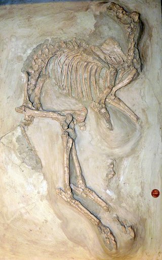Mesohippus sp
