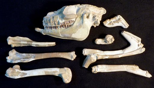 Mesohippus sp