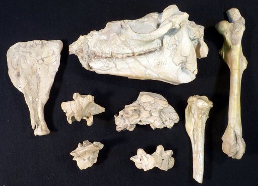 Mesohippus sp
