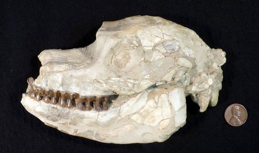 Mesohippus sp