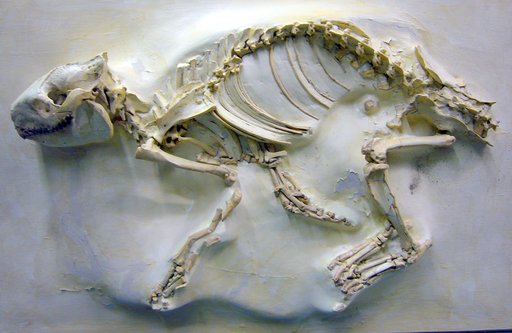 Miniochoerus gracilis (Leidy)