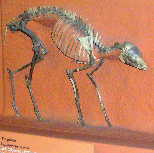 Leptomeryx evansi Leidy
