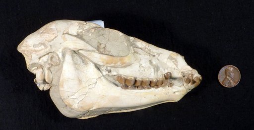 Mesohippus sp