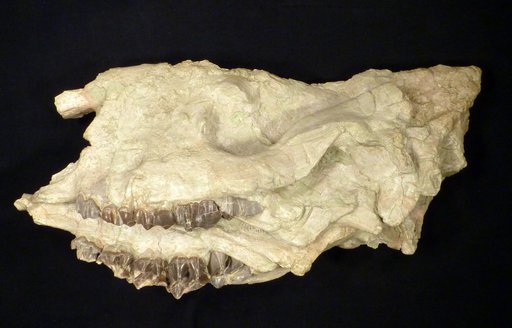 Caenopus tridactylus Osborn