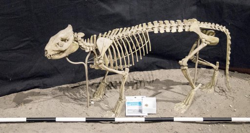 Miniochoerus gracilis (Leidy)