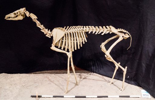 Poebrotherium sp
