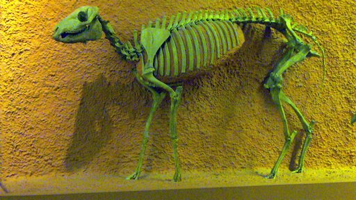 Mesohippus sp