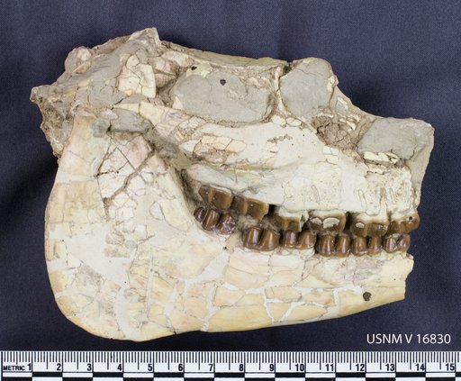 Mesohippus sp