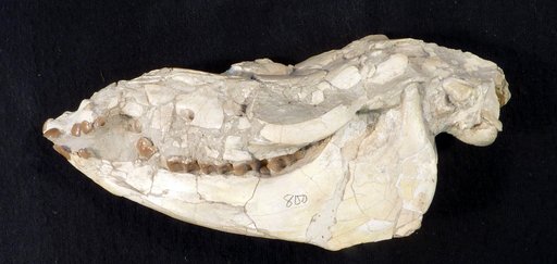 Mesohippus sp