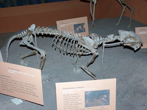 Hoplophoneus robustus Adams, 1896