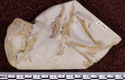Palaeolagus haydeni Leidy, 1856