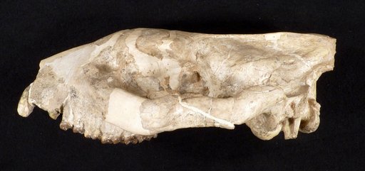 Merycoidodon sp