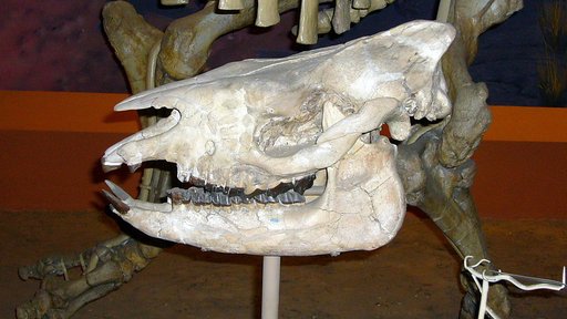 Subhyracodon copei (Osborn)