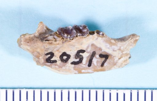 Prosciurus cf. albiclivus Korth, 1994