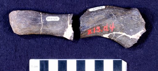 Camptosaurus sp