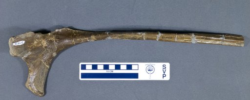 Kritosaurus sp