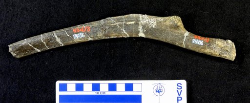 Camptosaurus sp