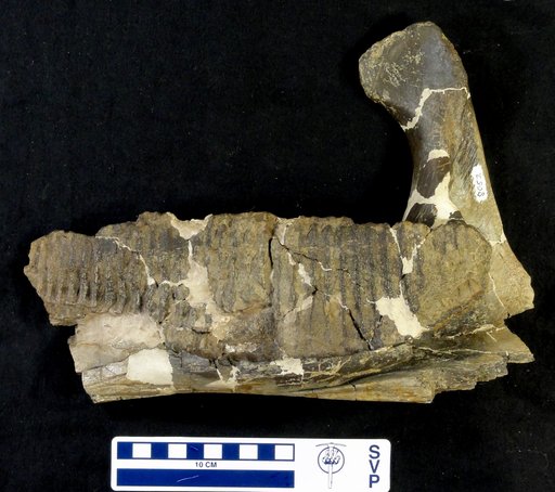 Lambeosaurus marginatus ? (Lambe, 1902)