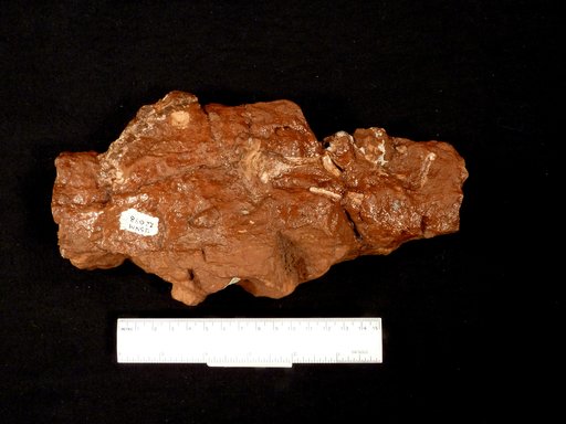 Mycterosaurus smithae Lewis & Vaughn, 1965