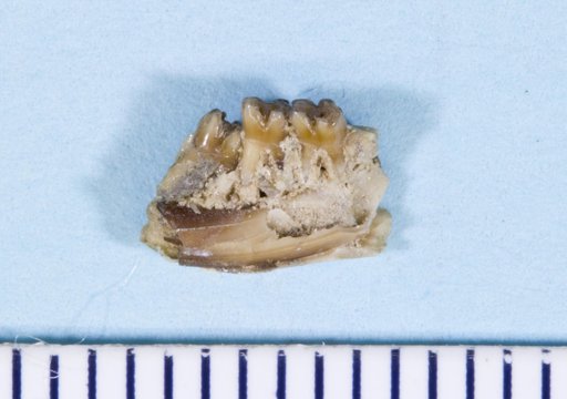 Paradjidaumo trilophus (Cope, 1873)